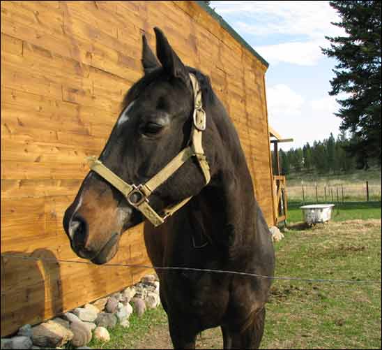 Horse Portrait